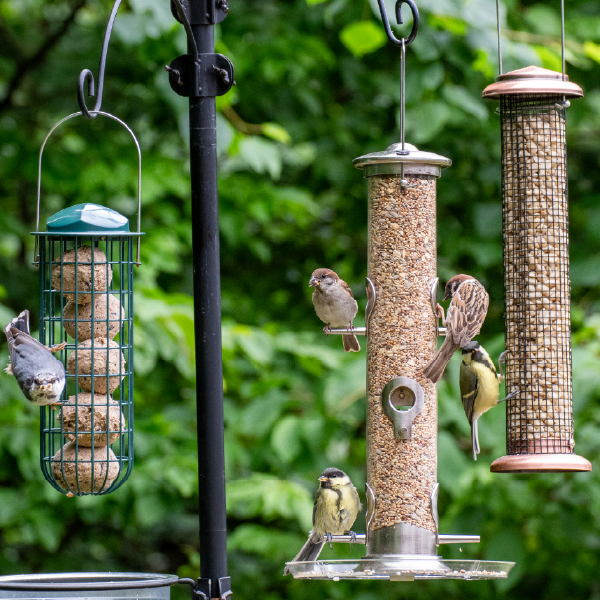 Birds feeding at a seed feeder