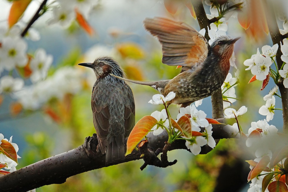 Creating a Bird-Friendly Garden Year-Round