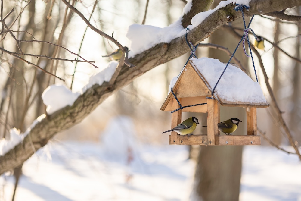The Complete Guide to Winter Bird Feeding