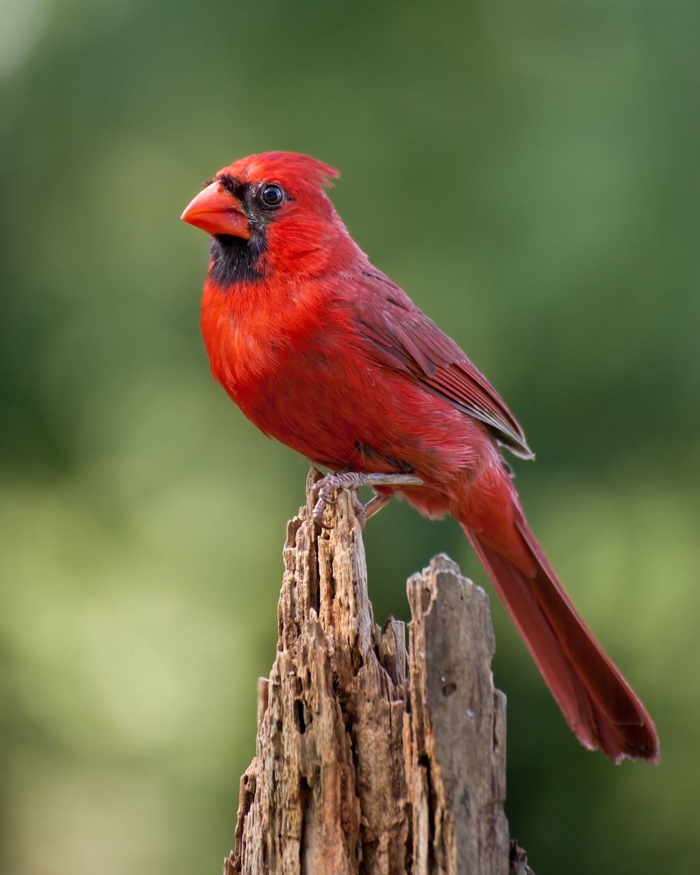 Attracting Cardinals to Your Backyard
