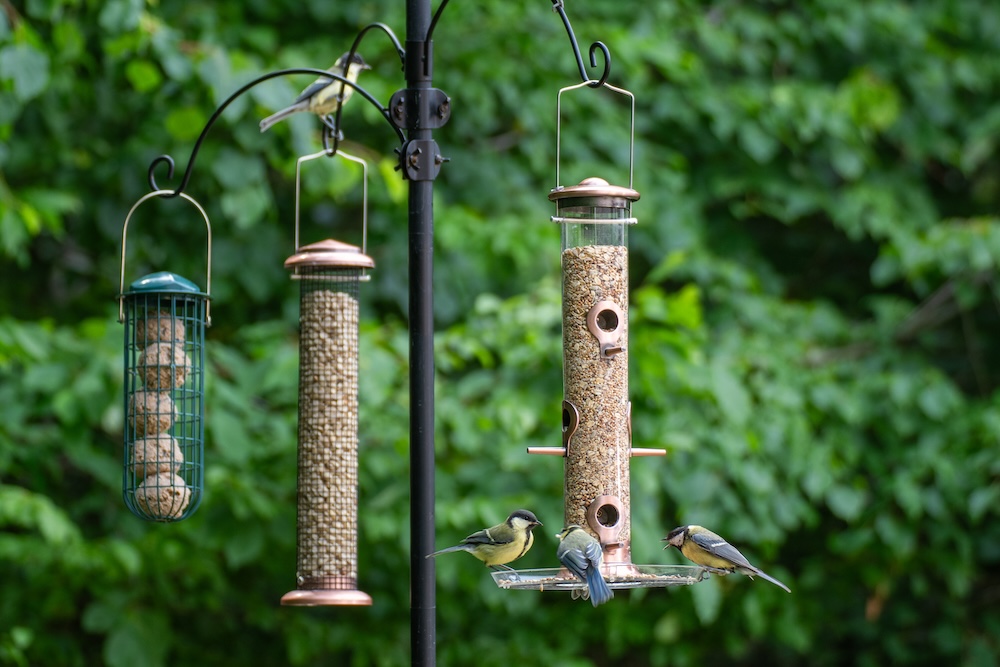 Top 5 Bird Feeders for Your Backyard