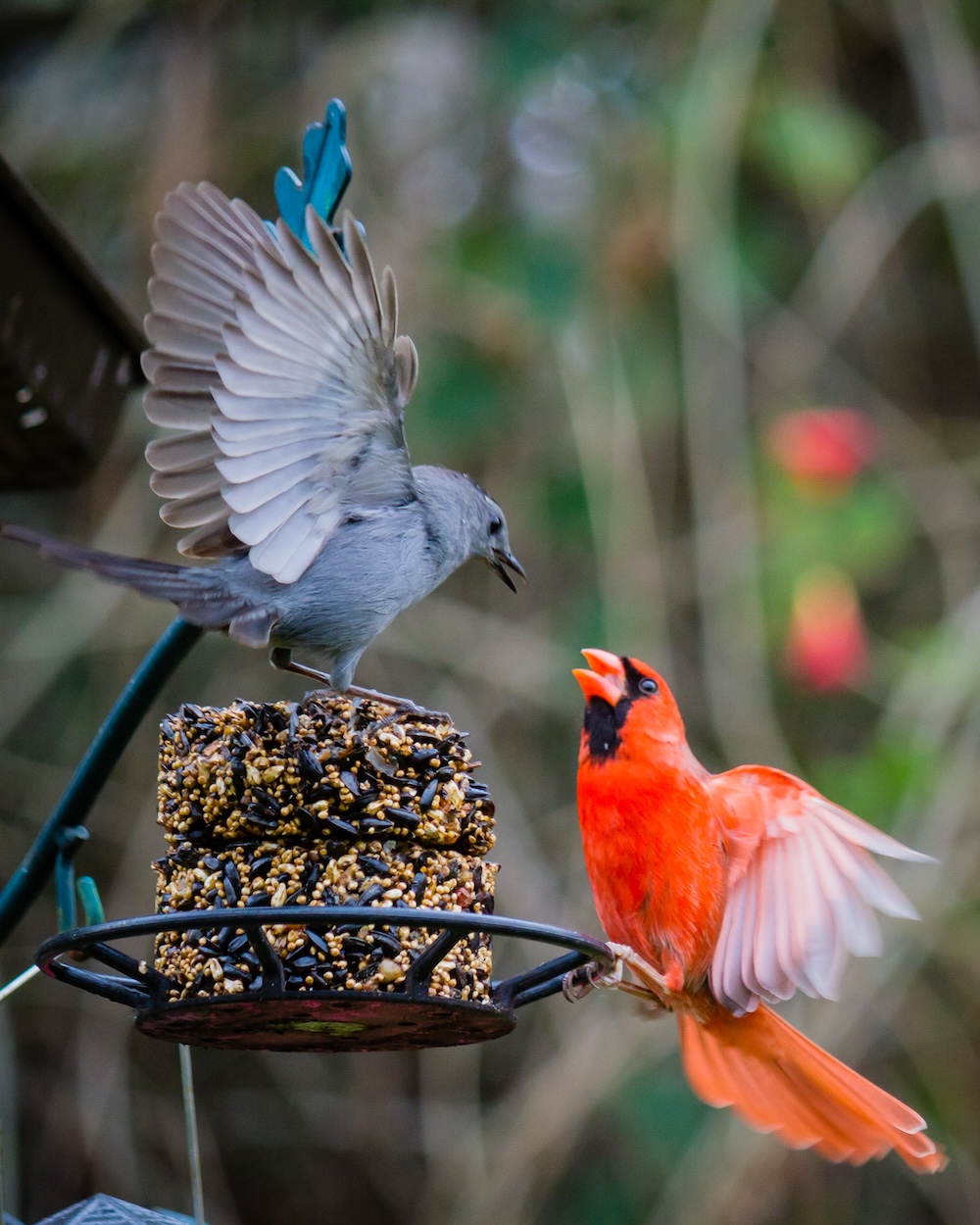Common Bird Feeding Mistakes to Avoid